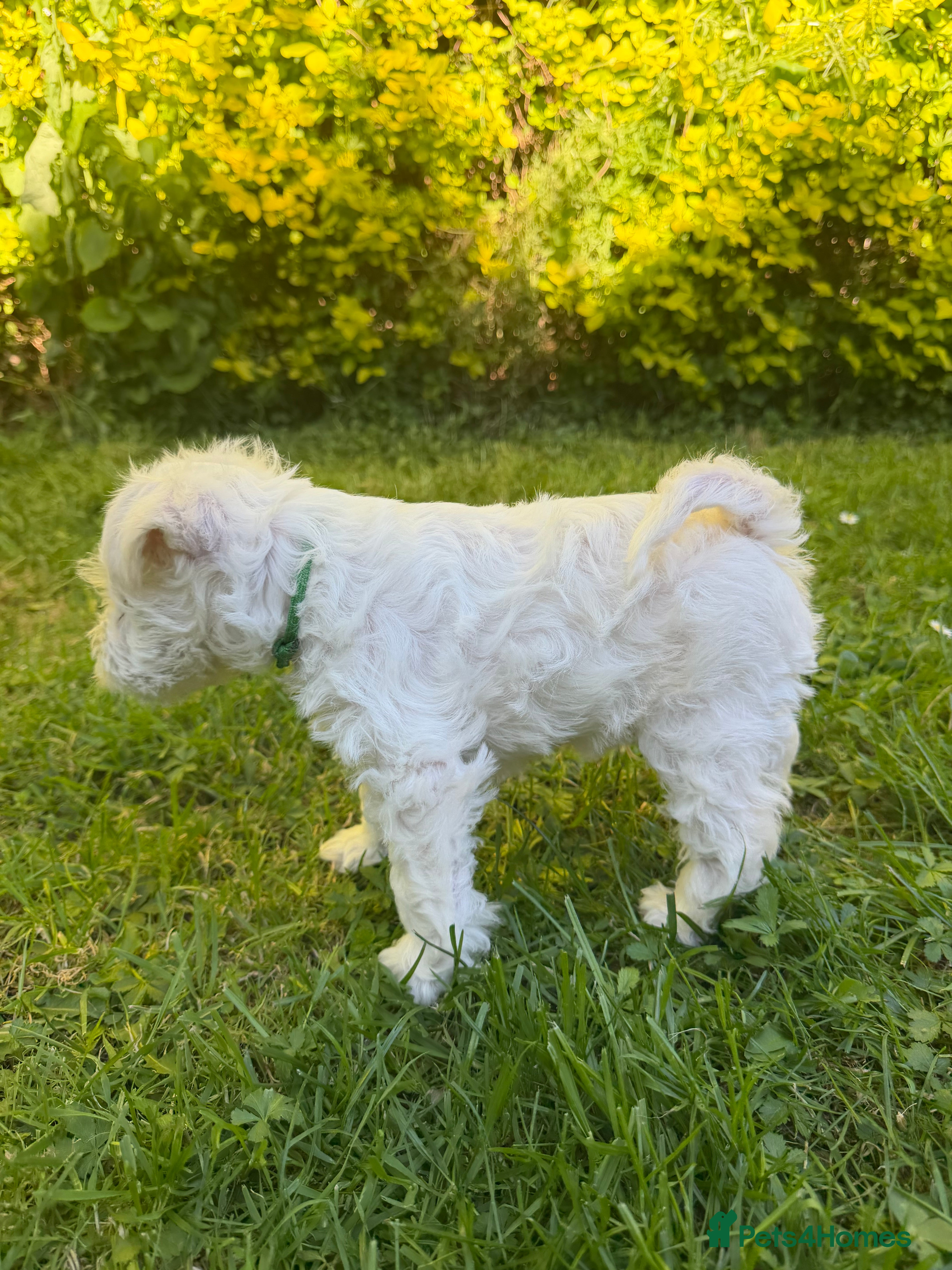 Miniature Schnauzer dogs for sale: Available: 🐾 3 Girls 🐾 2 Boys - Advert 14