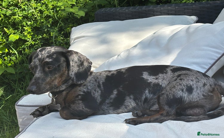 Miniature Dachshund dogs - Advert 4