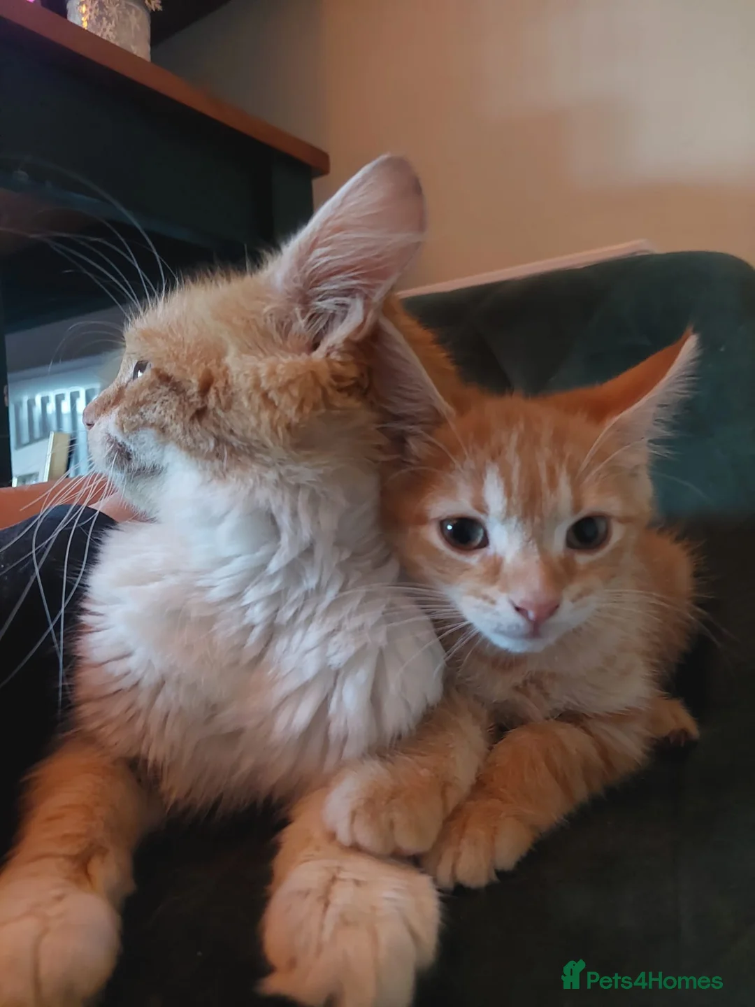 Mixed Breed cats for sale: Rare Female Ginger Kitten - Advert 2