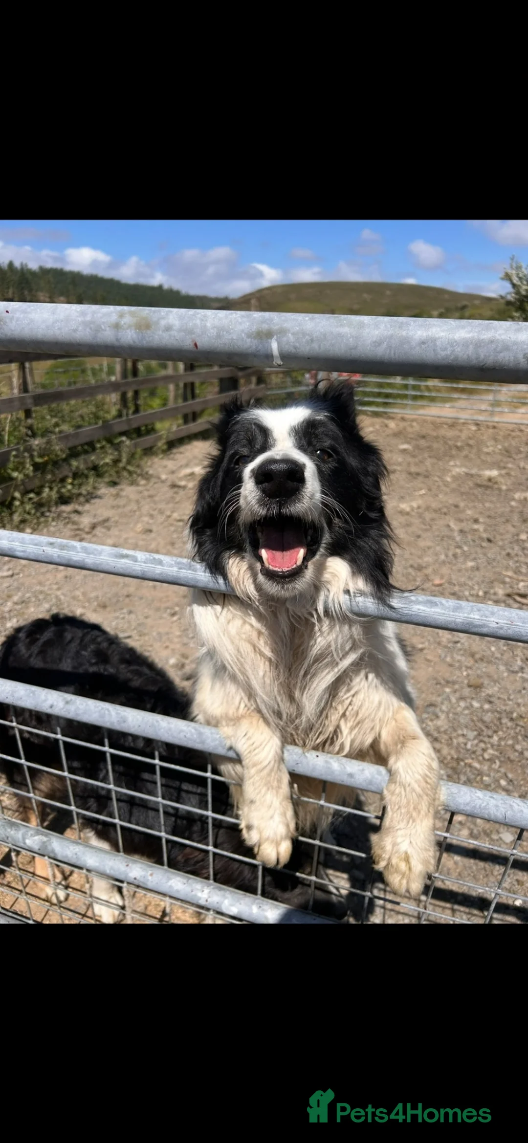 Border Collie dogs for sale: Beautiful Border Collie Pups Llanwrda in Llanwrda - Advert 2