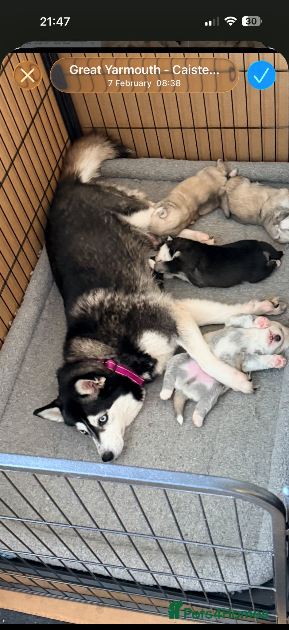 Mixed Breed dogs Pomsky puppies - Advert 1