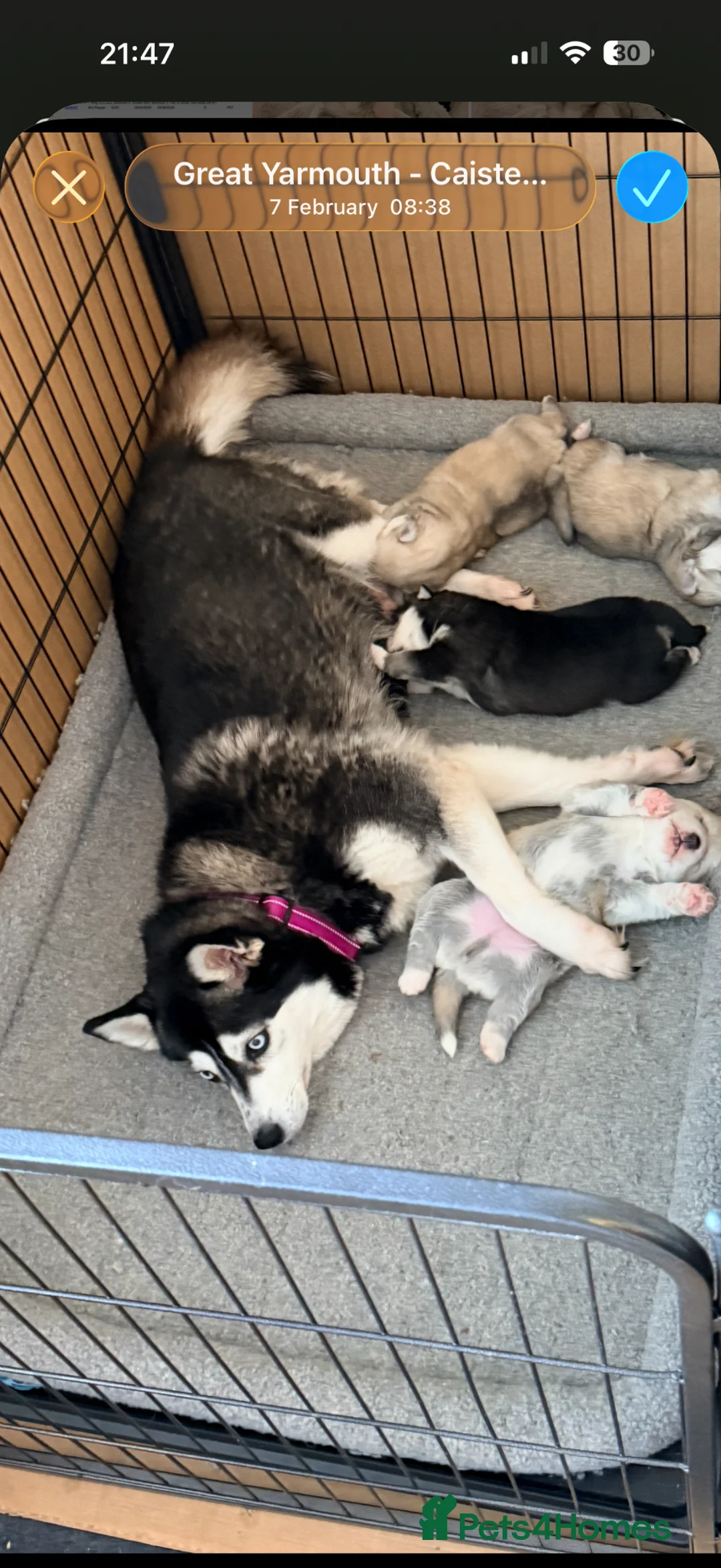 Mixed Breed dogs for sale: Pomsky puppies - Advert 1