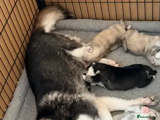 Mixed Breed dogs Pomsky puppies - Advert 1