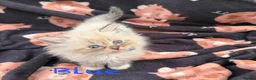 Mixed Breed cats for sale: Scottish Fold/Ragdoll in Colchester - Advert 13