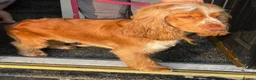 Cocker Spaniel dogs for sale: KC REG SHOW COCKER SPANIEL  - Advert 4