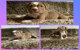 American Bully dogs for sale: Pocket American Bully Puppies - Image 1