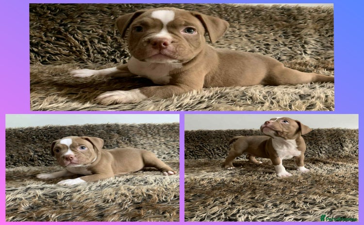 American Bully dogs - Advert 2