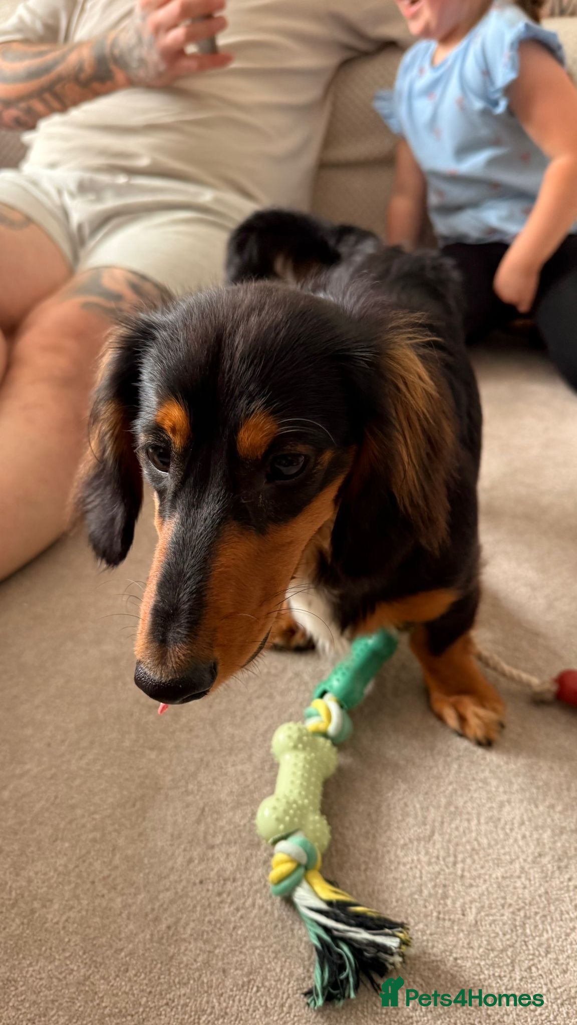 Dachshund dogs for sale: Long haired dachshund in Sittingbourne - Advert 1