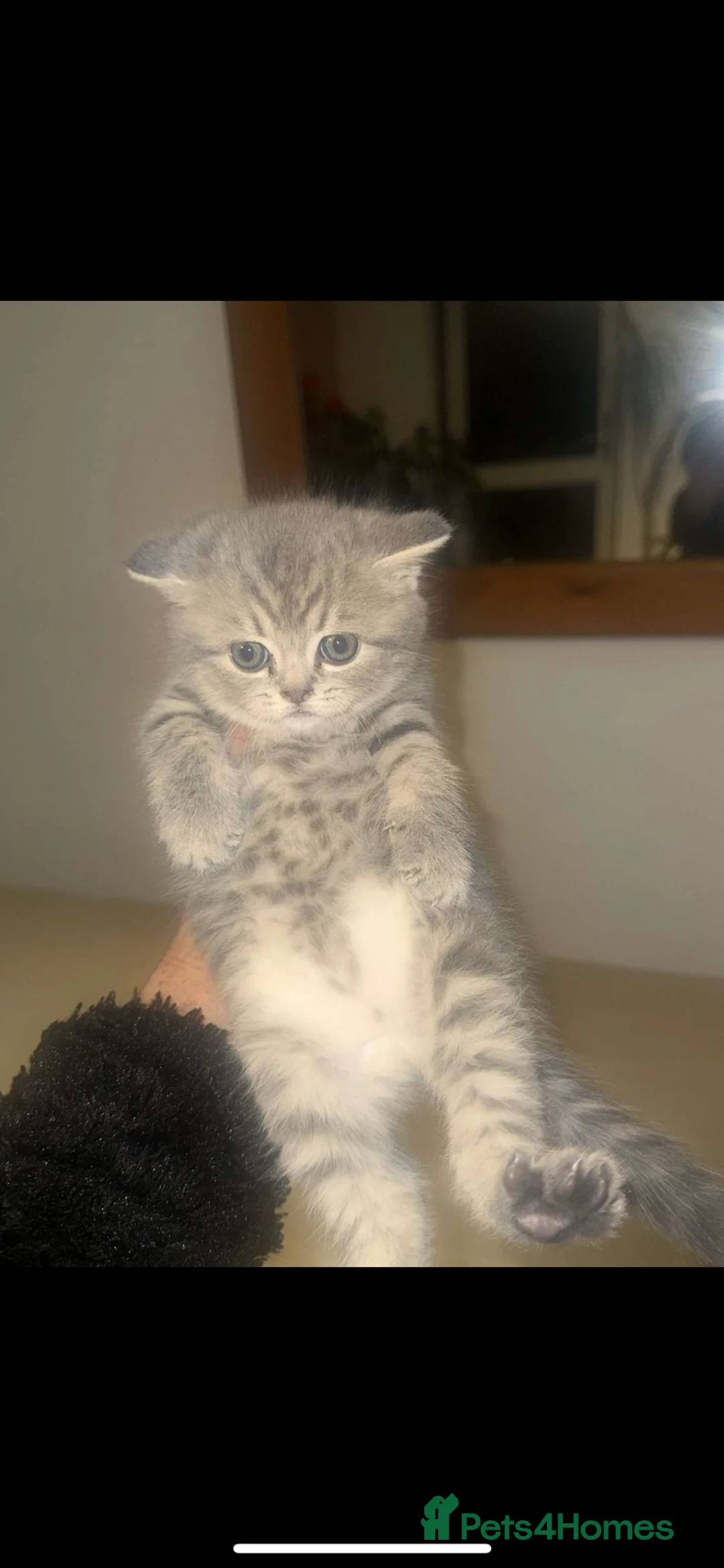 British Shorthair cats for sale: RARE COLOURPOINT/LILAC BSH KITTENS  - Advert 1