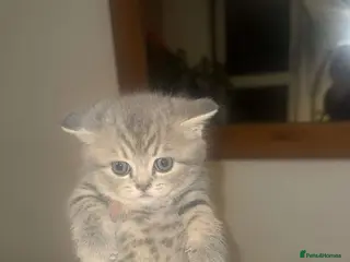 British Shorthair cats RARE COLOURPOINT/LILAC BSH KITTENS - Advert 1