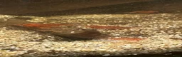 Shrimps fish for sale: Variety of neocaridina shrimp - Advert 5