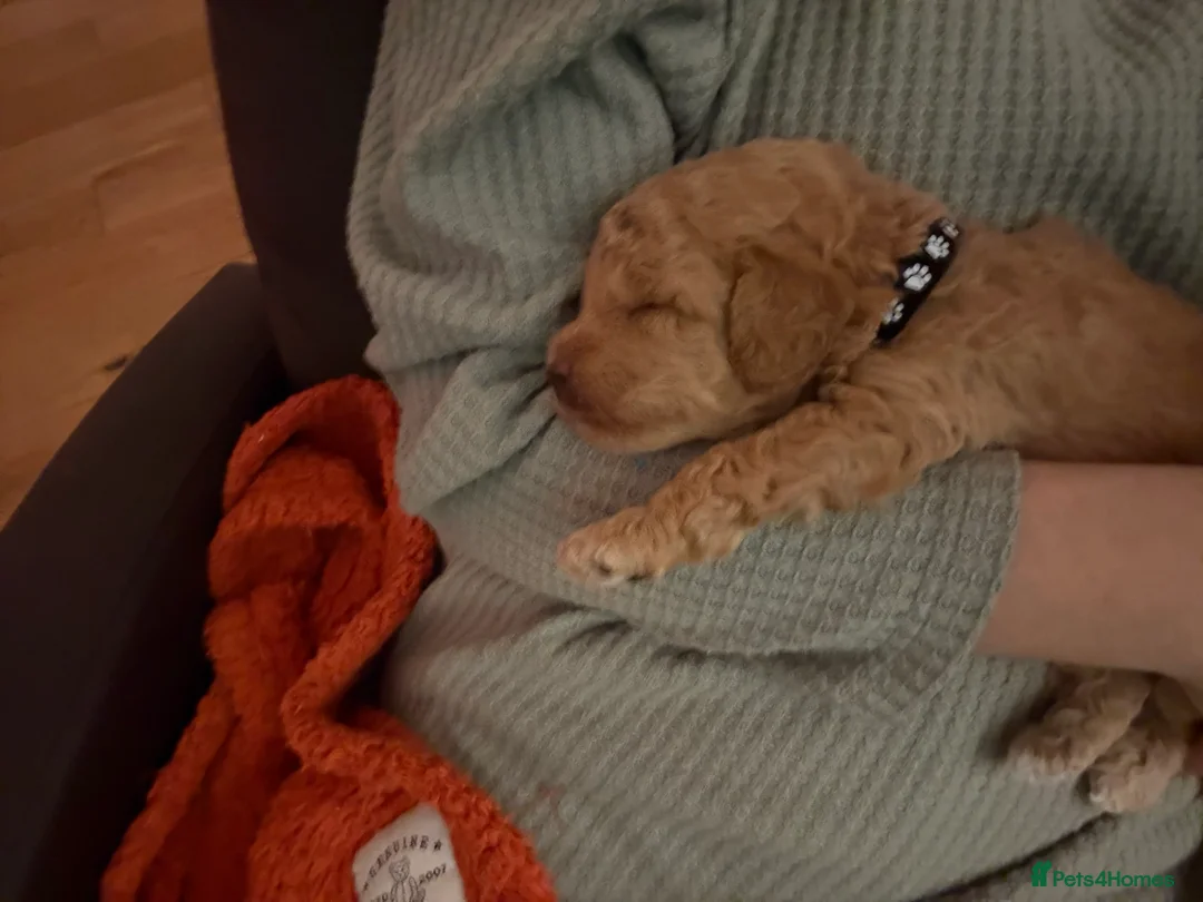 Toy Poodle dogs for sale: KC registered Toy Poodle puppies  - Advert 10