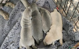 Staffordshire Bull Terrier dogs for sale: Blue/ Fawn Staffordshire Bull Terrier puppies  - Advert 8