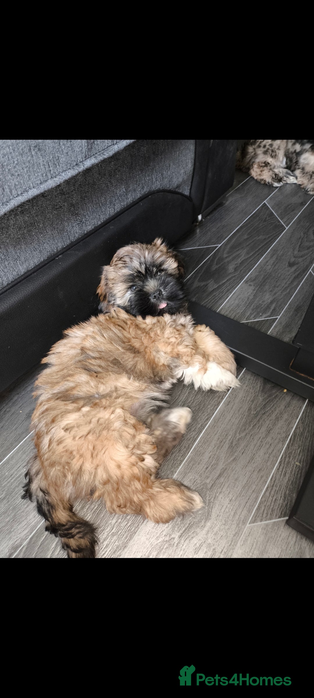 Lhasa Apso dogs for sale: Lhasa apso puppy last beautiful boy left 🩵 - Image 15