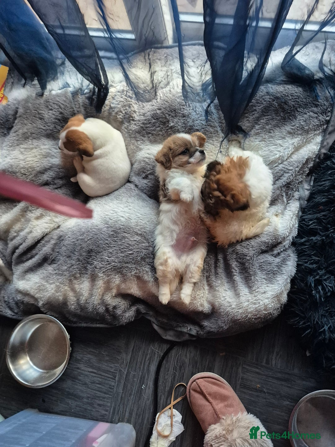 Mixed Breed dogs for sale: Puppies  - Advert 9