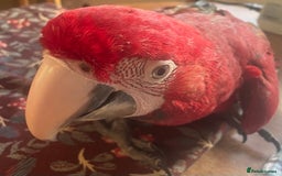 Macaws birds for sale: Baby green winged macaws - Advert 3