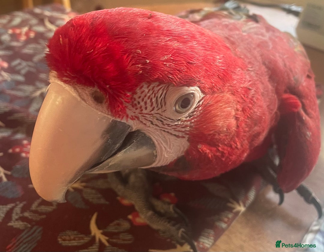 Macaws birds for sale: Baby green winged macaws - Advert 3