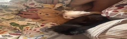 Norwegian Forest Cat cats for sale: Tricolore Magic  - Advert 13