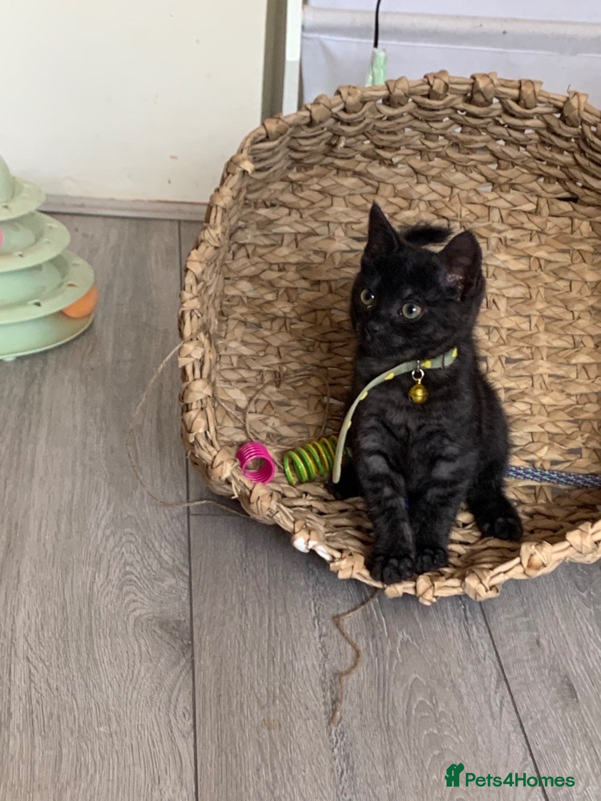 Mixed Breed cats Kitten - Advert 2