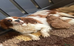 Cavapoo dogs for sale: Beautiful Cavapoo Puppies - Image 8