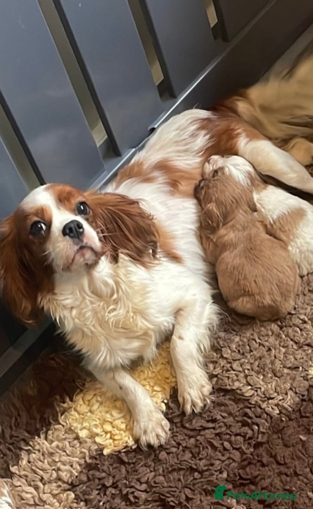 Cavapoo dogs for sale: Beautiful Cavapoo Puppies - Image 8