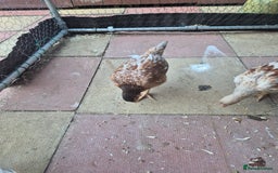 Chickens poultry for sale: Hint hen and 2 brazil chicks - Image 6
