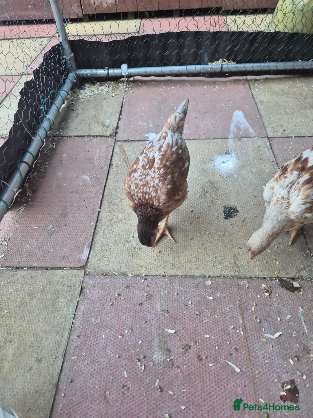 Chickens poultry for sale: Hint hen and 2 brazil chicks - Image 6