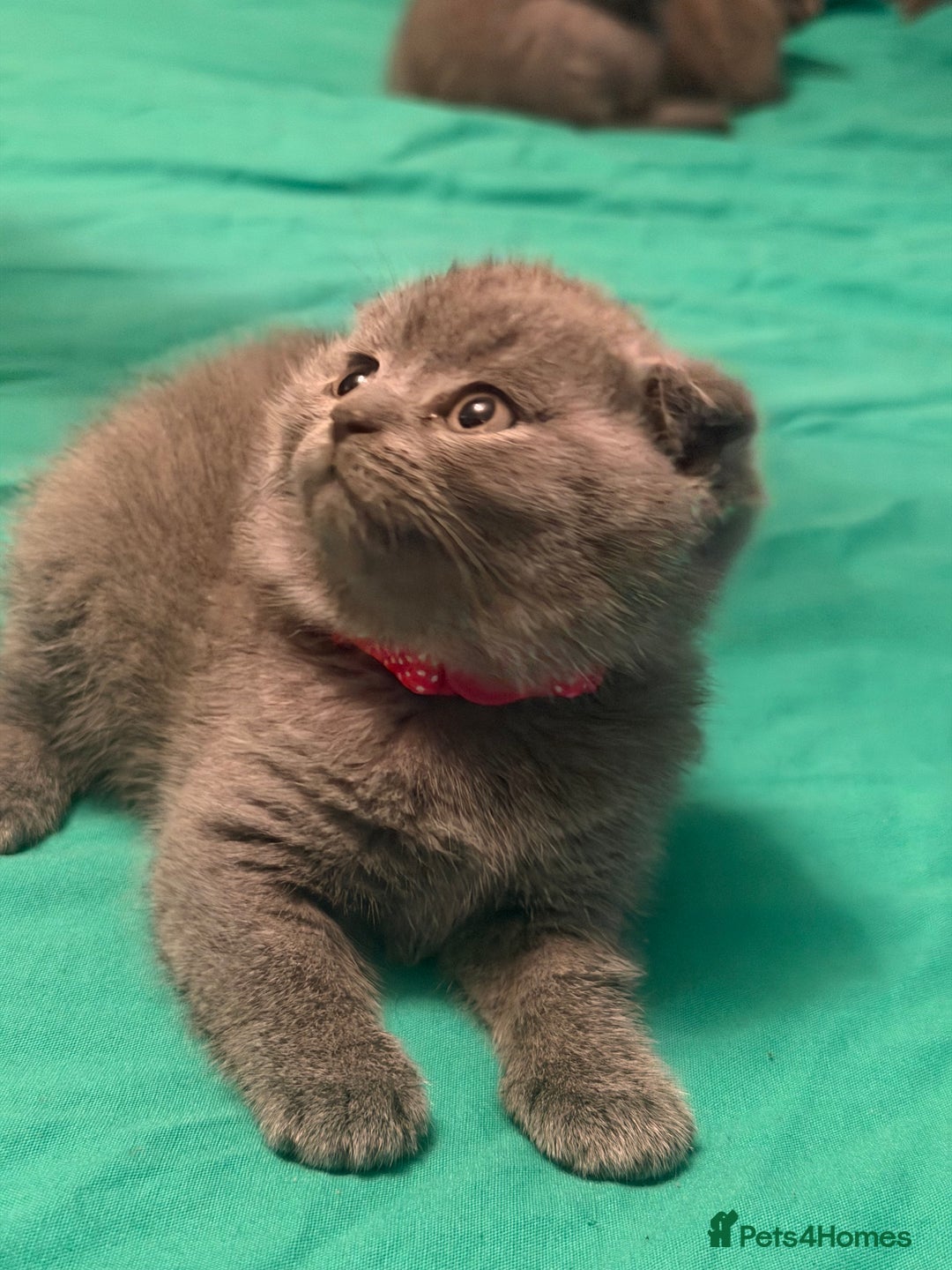 Scottish Fold cats for sale: Scottish fold kittens - Advert 12