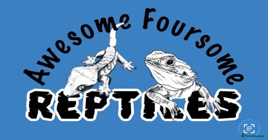 Bearded Dragon reptiles - Advert 8