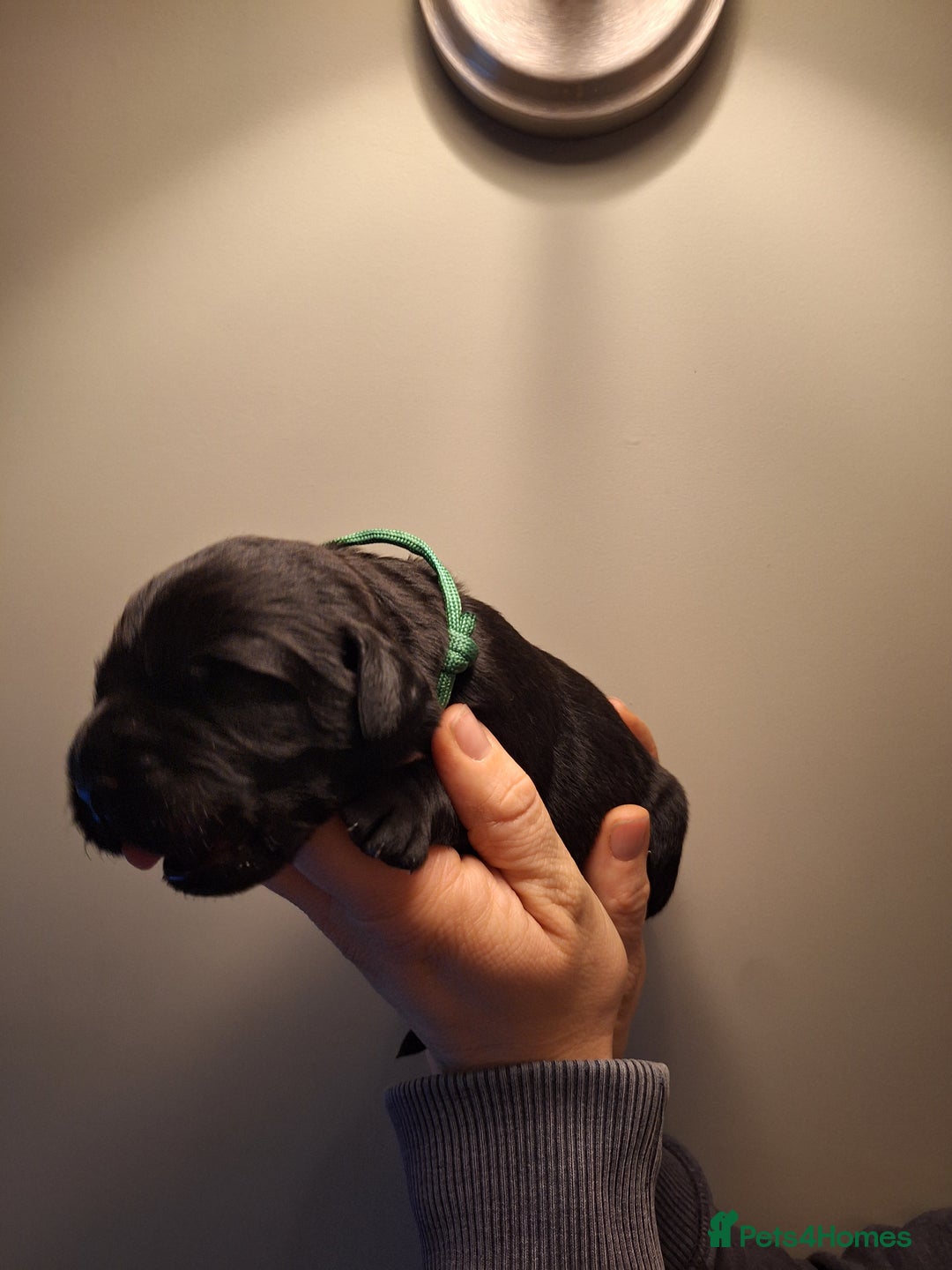 Cockerdor dogs for sale: stunning cockerdors (1left)🐶 5⭐️ licensed breeder - Advert 26