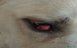 Mixed Breed dogs for sale: German sheppard mixed  - Image 6