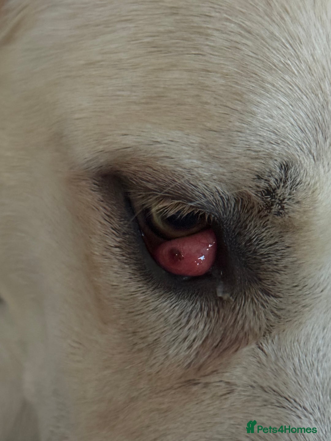 Mixed Breed dogs for sale: German sheppard mixed  - Image 6