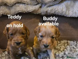 Cockapoo dogs ONE BOY Gorgeous show toy cockapoo puppy - Advert 12