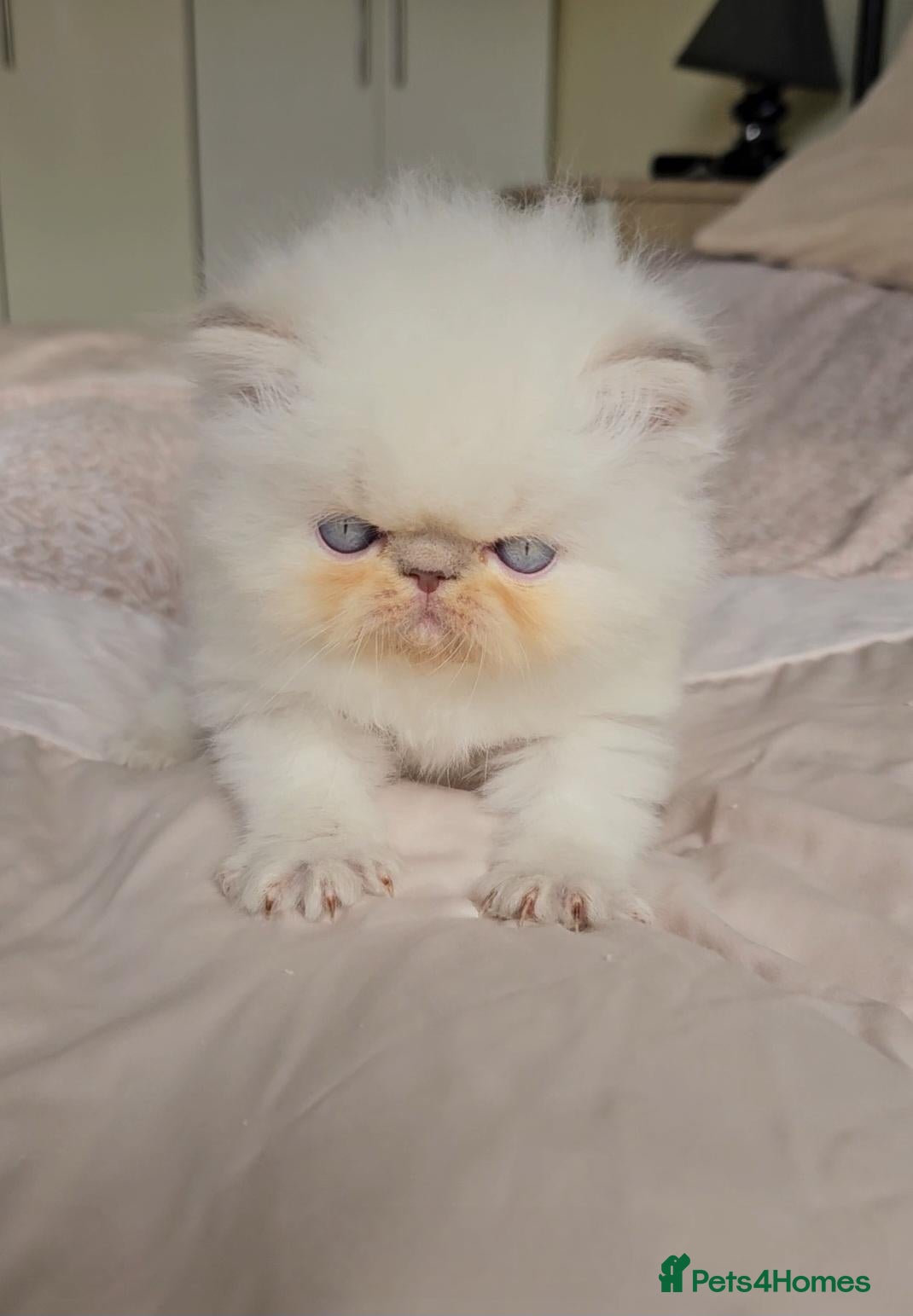 Persian cats Stunning Top Quality Persian Kittens  - Advert 14