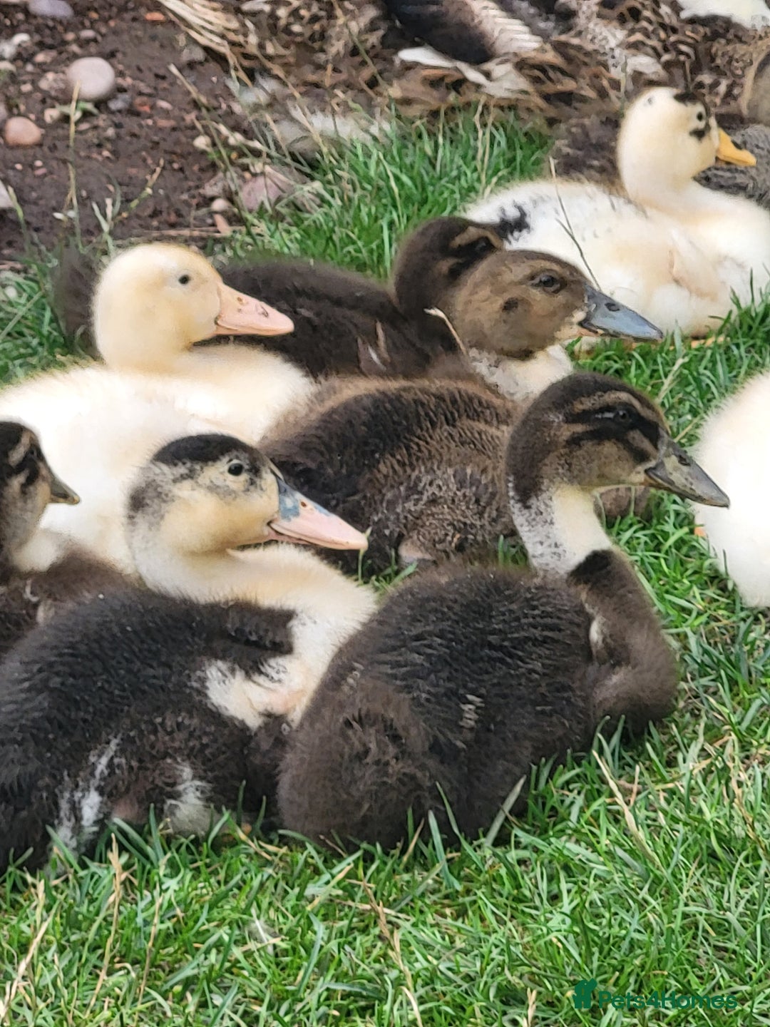 Ducks poultry for sale: Mixture of aged ducklings and ducks - Image 2