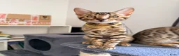 Bengal cats for sale: Stunning Bengal 3 Boys left - Advert 29