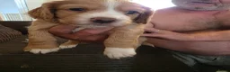 Cocker Spaniel dogs for sale: Beautiful cocker spaniel puppies - Advert 20