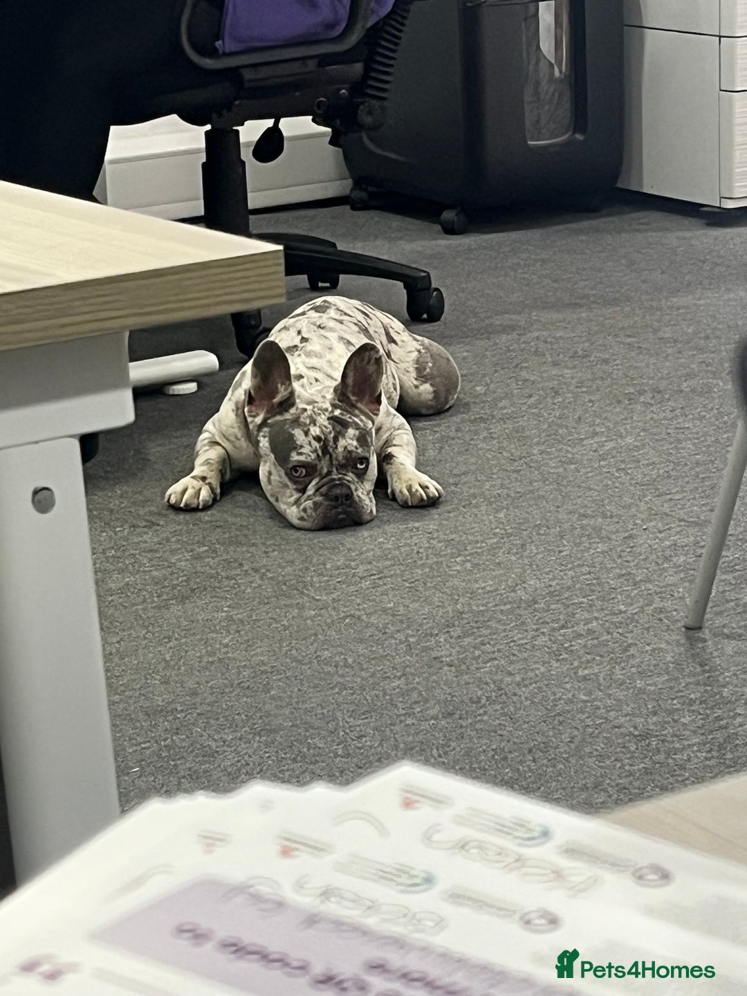 French Bulldog dogs for stud: Rolo Boy ready for the ladies 😍 - Image 5