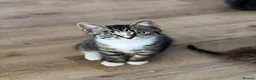 Mixed Breed cats for sale: Beautiful tabby kittens  - Advert 3
