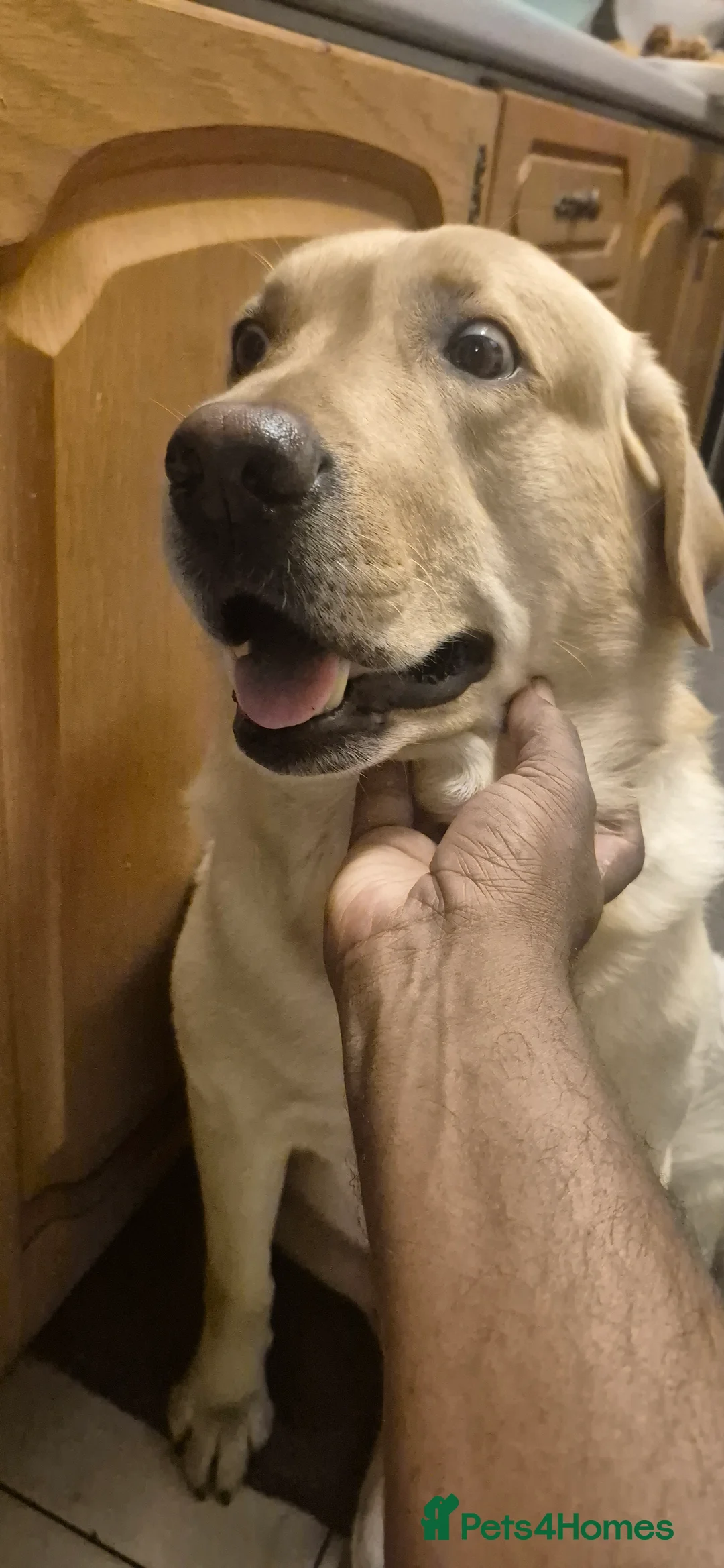 Labrador Retriever dogs for stud: Labrador Retrieve for stud - Advert 2