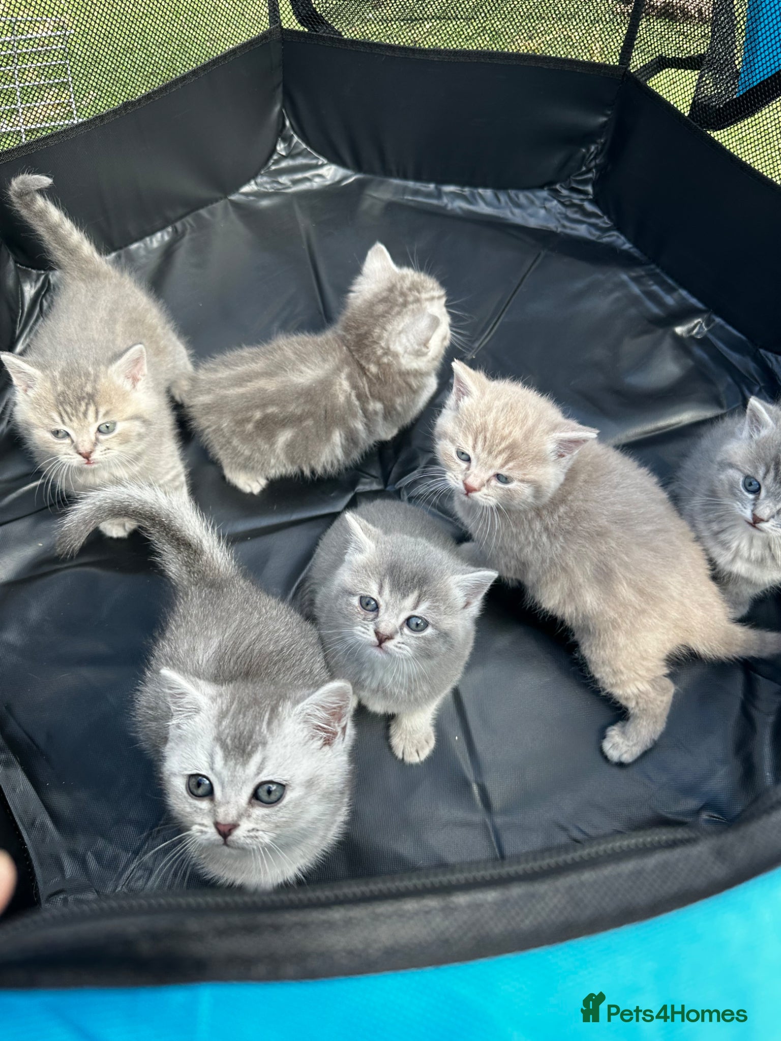 Maine Coon cats British shorthair x Maincoon.  - Advert 1