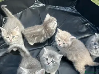 Maine Coon cats British shorthair x Maincoon. - Advert 13