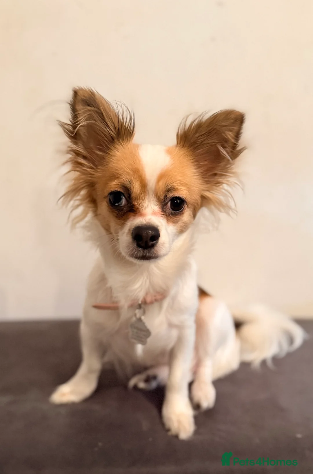 Chihuahua dogs for sale: 2 beautiful female Chihuahua puppies  - Advert 1