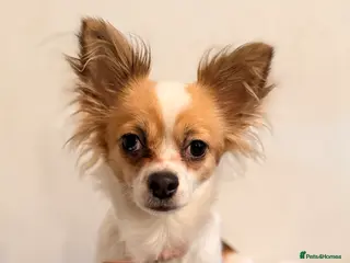 Chihuahua dogs 2 beautiful female Chihuahua puppies - Advert 1