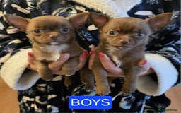 Chihuahua dogs for sale: Stunning Chocolate Chihuahua Puppies 🐶 - Image 4