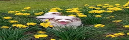 Bordoodle dogs for sale: Bordoodle, extensive tests ,full refund guarantee  - Advert 12