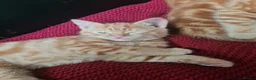 Mixed Breed cats for sale: Ginger kittens for sale  in Dartford - Advert 5