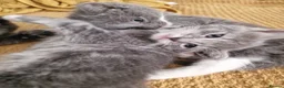 Mixed Breed cats for sale: 3 kittens - Advert 3