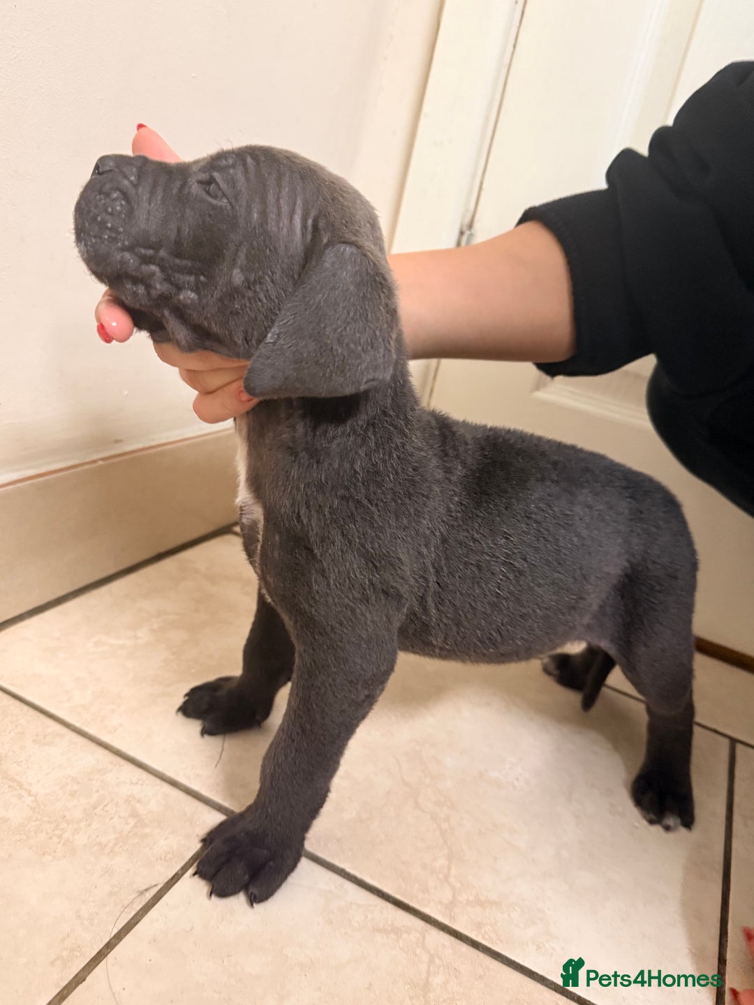 Cane Corso dogs for sale: Beautiful Cane Corso puppies available - Advert 16