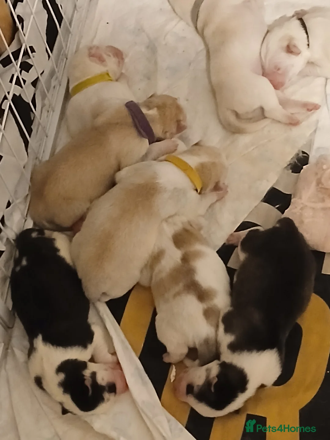 Siberian Husky dogs for sale: 1 SIB HUSKY GIRL LEFT CAN LEAVE 12/02/26 - Advert 40